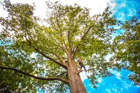 Best Emergency Tree Removal  in Augusta, KY