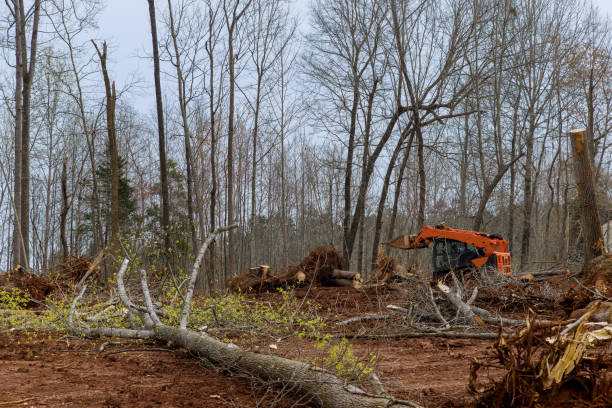 How Our Tree Care Process Works  in  Augusta, KY