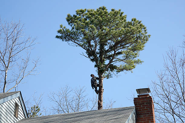 Best Seasonal Cleanup (Spring/Fall)  in Augusta, KY