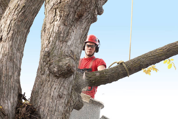 Best Palm Tree Trimming  in Augusta, KY